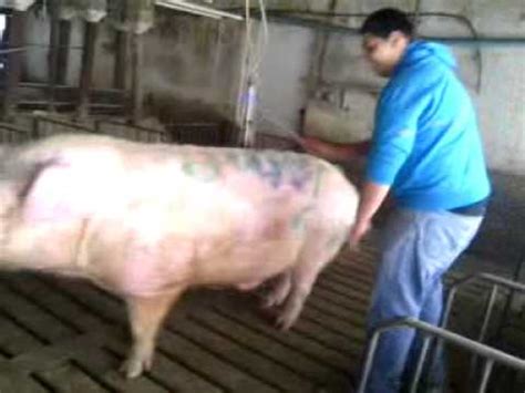 Aroused man deep fucks farm pig in merciless kinks